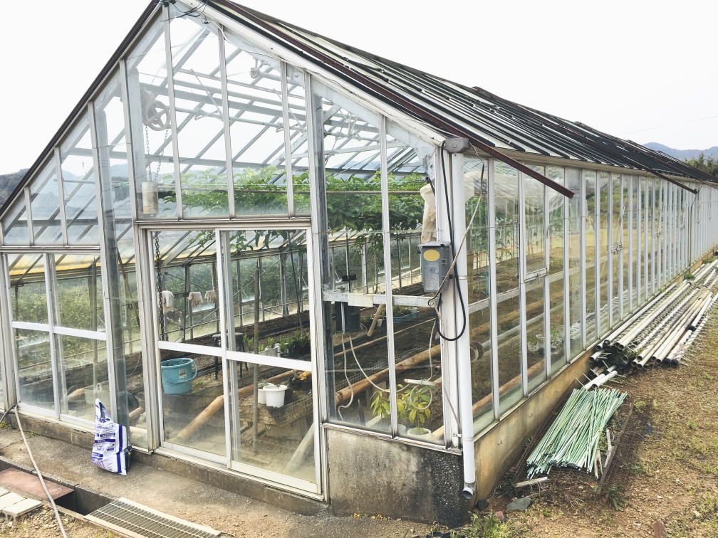 農園の様子（ガラスハウス）