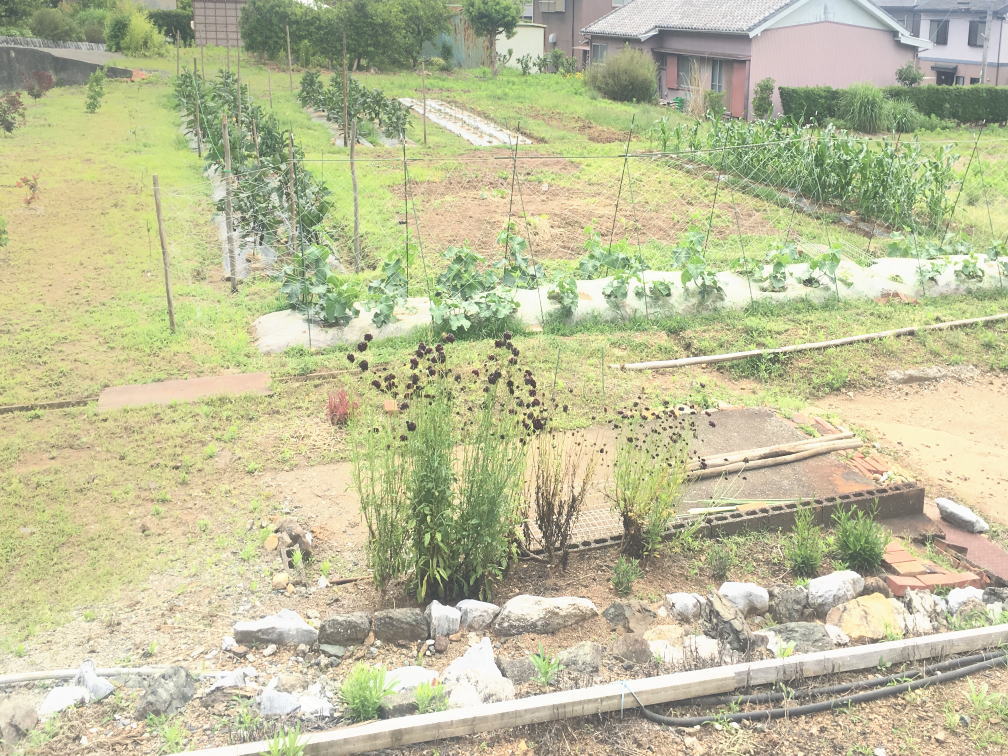 農園の様子（畑）