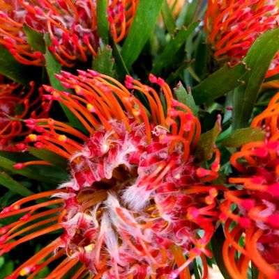 ピンクッションの画像