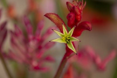 カンガルーポーの画像