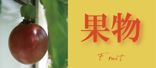 フルーツ一覧へ