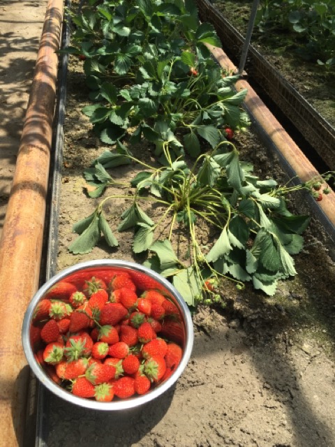 イチゴの画像