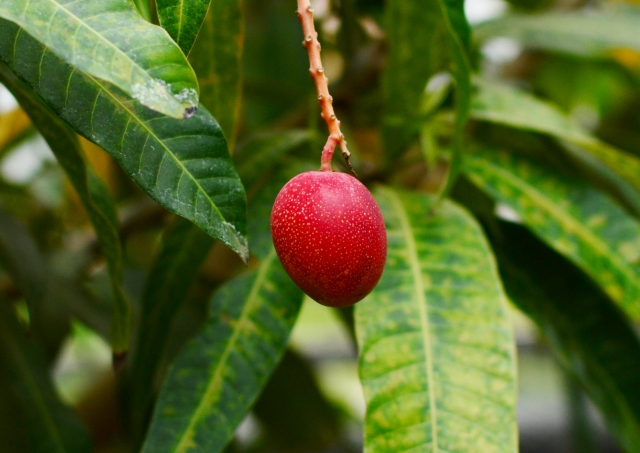 アップルマンゴーの画像