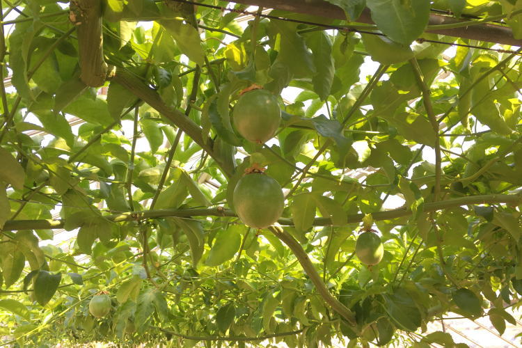 農園のパッションフルーツの画像