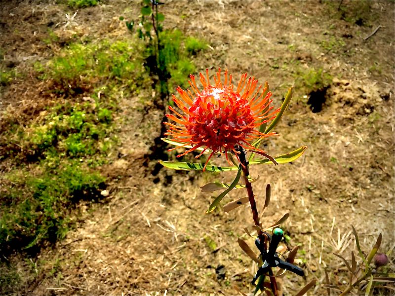 ピンクッションの画像