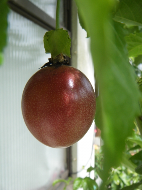 パッションフルーツの画像