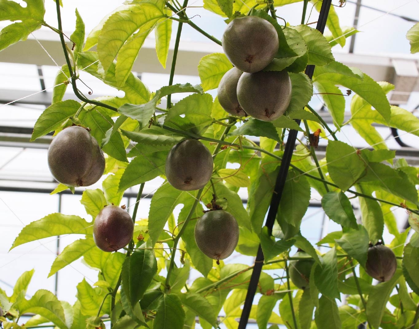 パッションフルーツオンライン販売